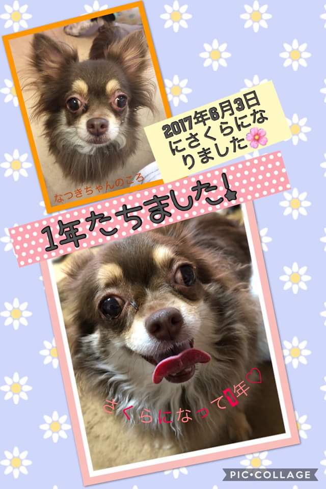 ✨シンデレラワンコ🐶チワワのなつき➡さくらちゃん💕